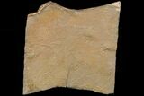 Long Cruziana (Fossil Trilobite Trackway) - Morocco #118318-1